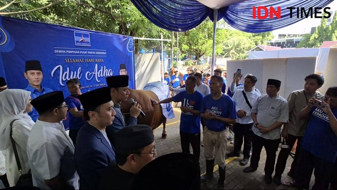 Demokrat Siapkan 63 Sapi Kurban, Punya AHY Bobotnya Lebih dari 1 Ton