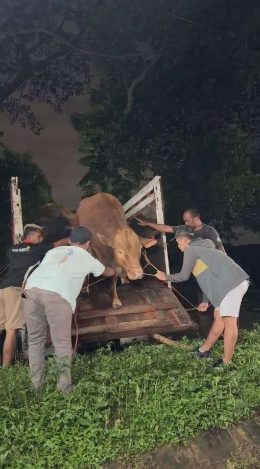 Beberapa pria bekerja sama menurunkan sapi berwarna cokelat dari truk di malam hari di area berumput.