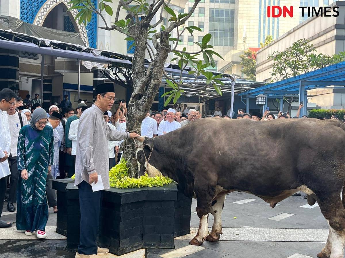 Menkeu Purbaya Yudhi Sadewa Kurban Sapi Simental Cross Bobot 868 Kg