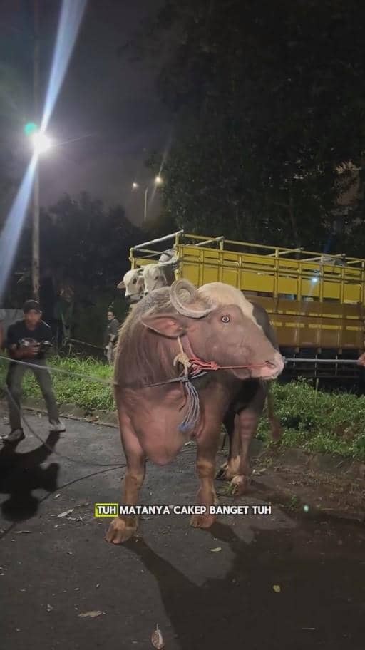 Seekor sapi besar berwarna cokelat muda diikat dengan tali di jalan malam hari, dengan truk kuning di belakangnya dan beberapa orang di sekitar.