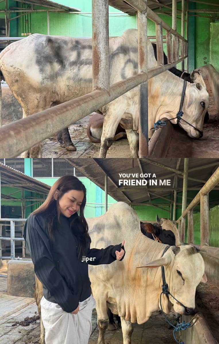 Seorang perempuan berpose di kandang sapi bersama hewan kurban berwarna putih dan cokelat menjelang perayaan Idul Adha 2026.