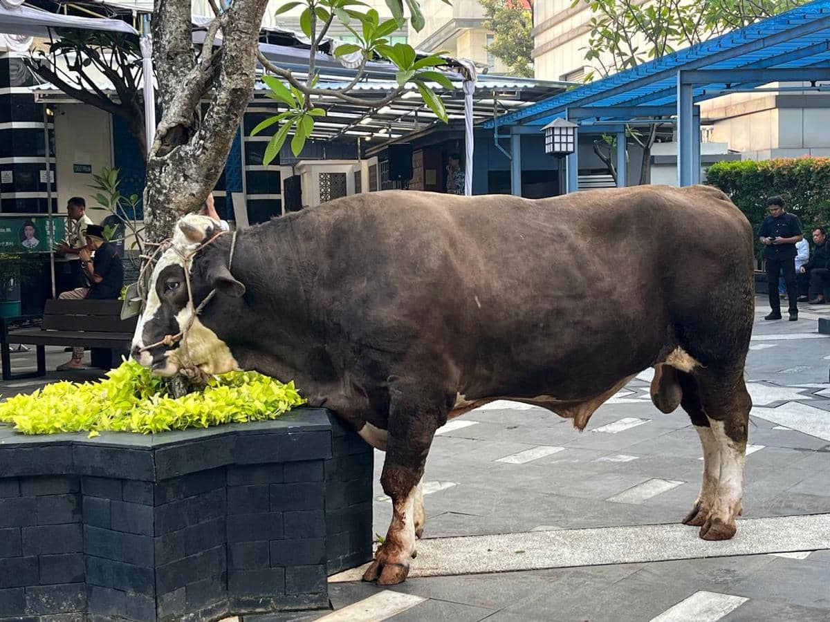 Sapi Menkeu Purbaya untuk kurban Idul Adha 2026. (IDN Times/Triyan Pangastuti)