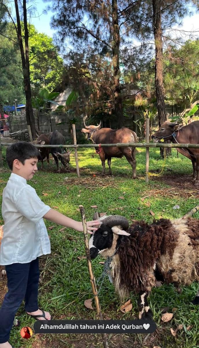 Seorang anak laki-laki mengenakan kemeja putih menyentuh seekor domba kurban di halaman dengan latar pepohonan dan beberapa sapi di belakangnya.