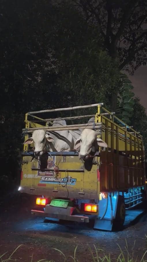 Dua ekor sapi berwarna putih berada di bagian belakang truk kuning yang sedang berhenti di malam hari dengan lampu menyala biru.