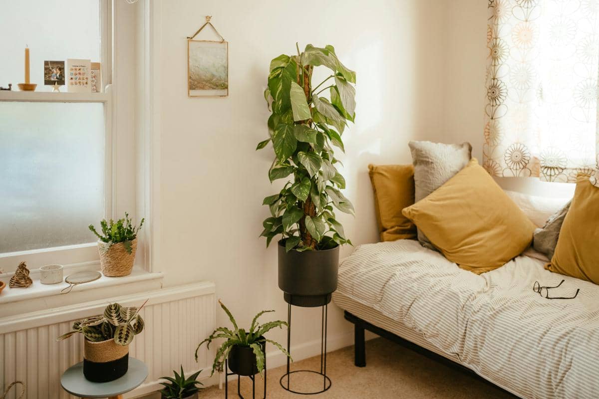 Ilustrasi tanaman indoor (unsplash.com/Photo by Annie Spratt)