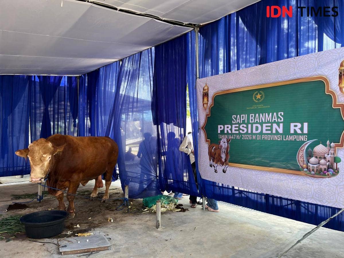MUI: Bantuan Sapi Kurban Prabowo dari APBN Tak Langgar Syar'i