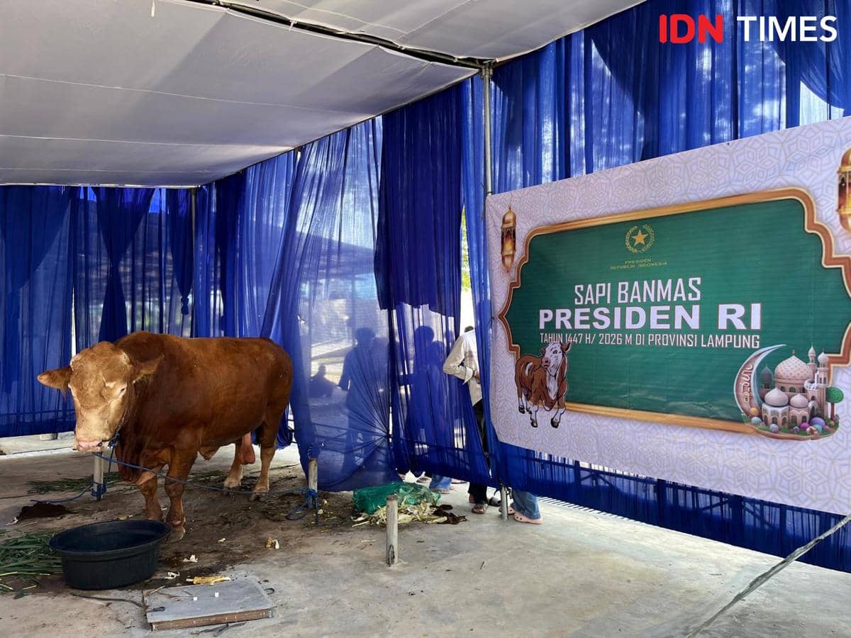 Warga Antusias Lihat Sapi Kurban Prabowo di Masjid Raya Al-Bakrie 
