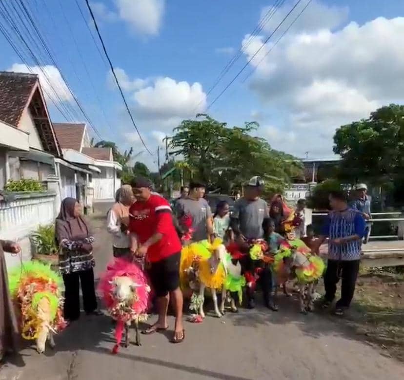 Kambing Kurban di Lumajang Didandani Pakai Gaun Sebelum Disembelih