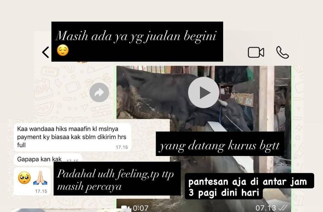 Tangkapan layar percakapan WhatsApp antara Wanda Hara dan penjual hewan kurban dengan video sapi kurus yang dikirim pada dini hari.