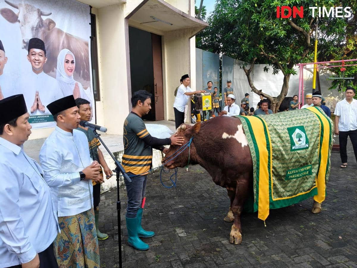 Bahlil Kurban Sapi 1,3 Ton untuk DPP dan 38 DPD Golkar