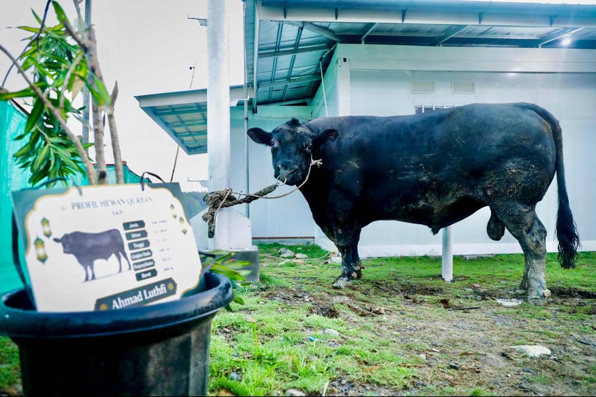 Datangi Korban Tanah Gerak Tegal, Ahmad Yani Sumbang Sapi Angus 906 Kg