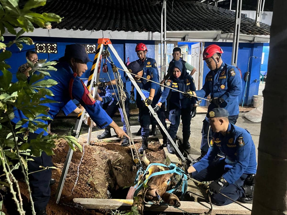 Geger! Sapi Kurban di Bandar Lampung Masuk Galian Berakhir Disembelih