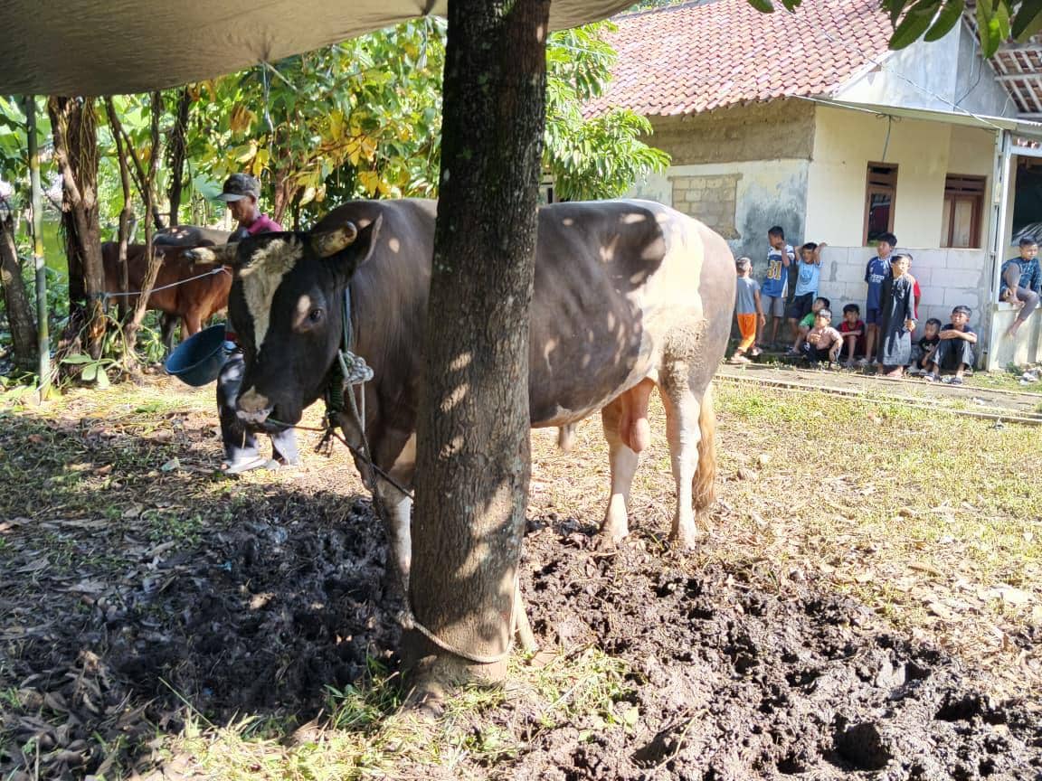 Sapi Kurban Prabowo di Bogor Sudah Disembelih, Jadi 1.000 Kantong