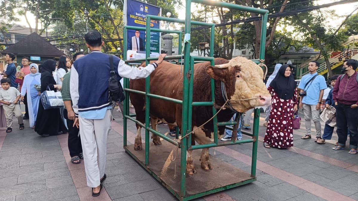 Sapi Kurban dari Prabowo Seberat 1,25 Ton Bakal Disembelih di Bandung