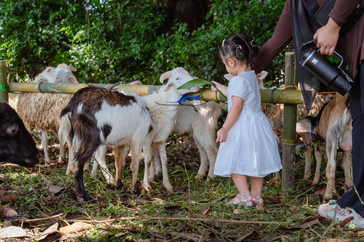 Seorang anak kecil mengenakan gaun putih memberi makan kambing yang diikat di pagar bambu saat perayaan Idul Adha di luar ruangan.