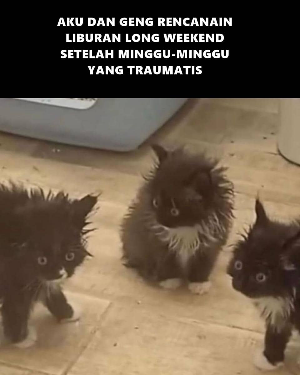 Tiga anak kucing berbulu hitam putih dengan ekspresi terkejut berdiri di lantai kayu, disertai teks lucu tentang liburan long weekend.