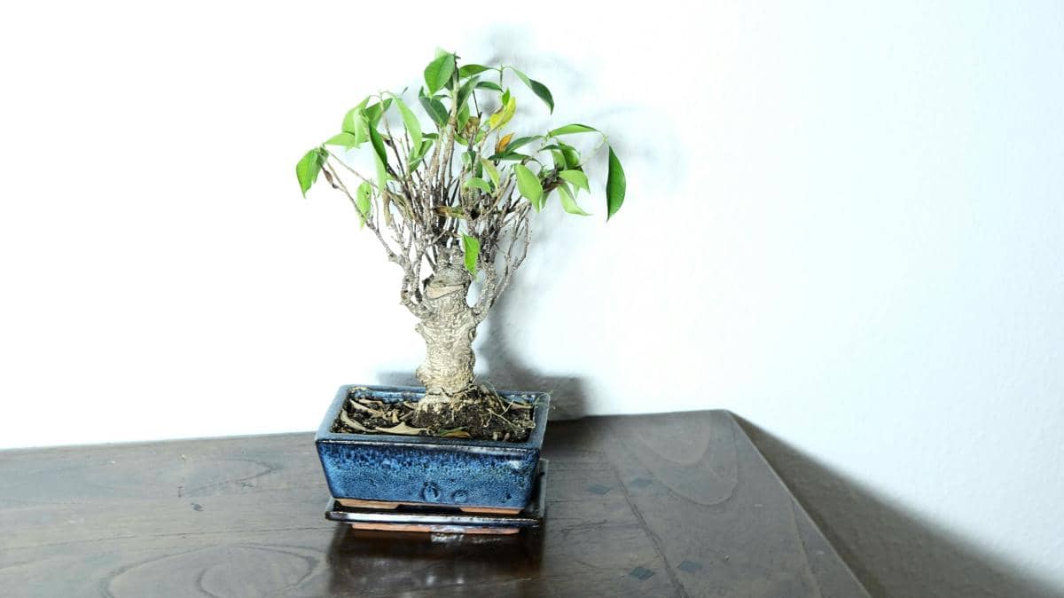 ilustrasi bonsai beringin
