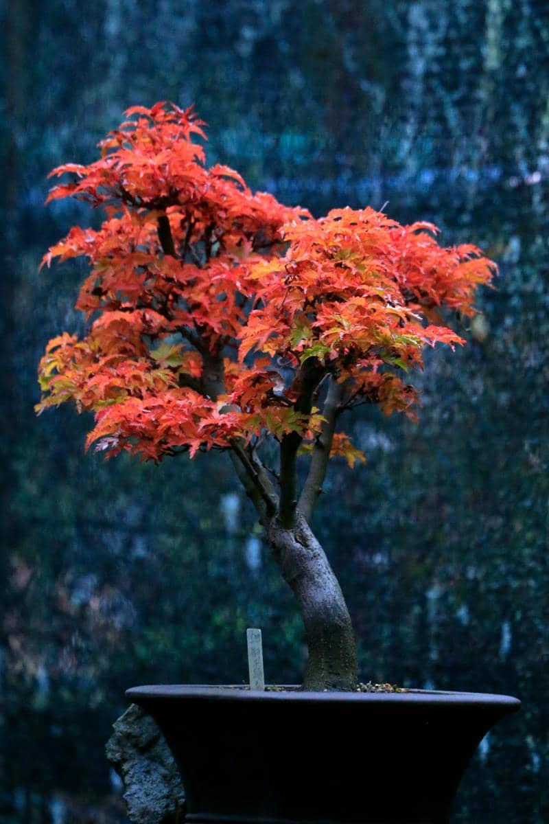 ilustrasi bonsai maple merah