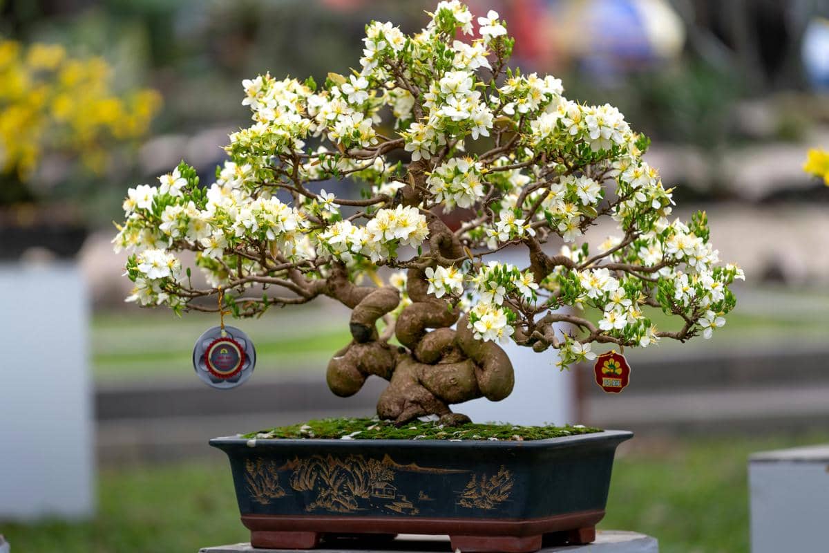 5 Jenis Tanaman Bonsai untuk Dekorasi, Tampilannya Estetik!