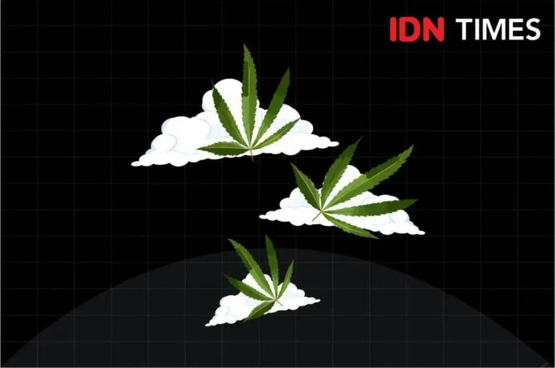 ilustrasi daun ganja (IDN Times/Arief Rahmat)