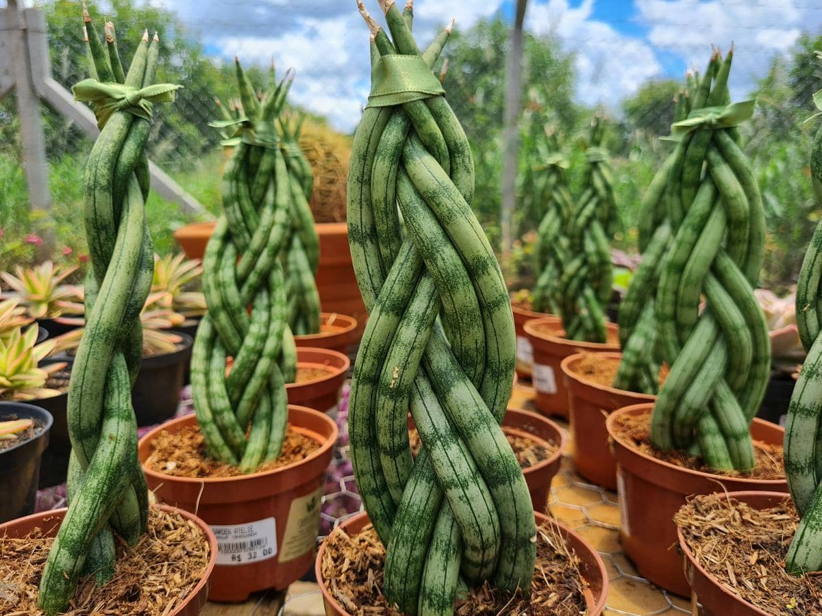 ilustrasi sansevieria cylindrica