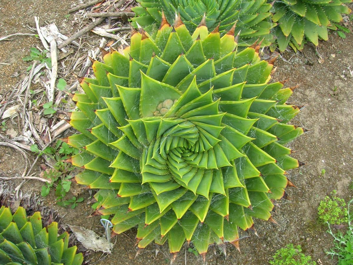 Spiral aloe