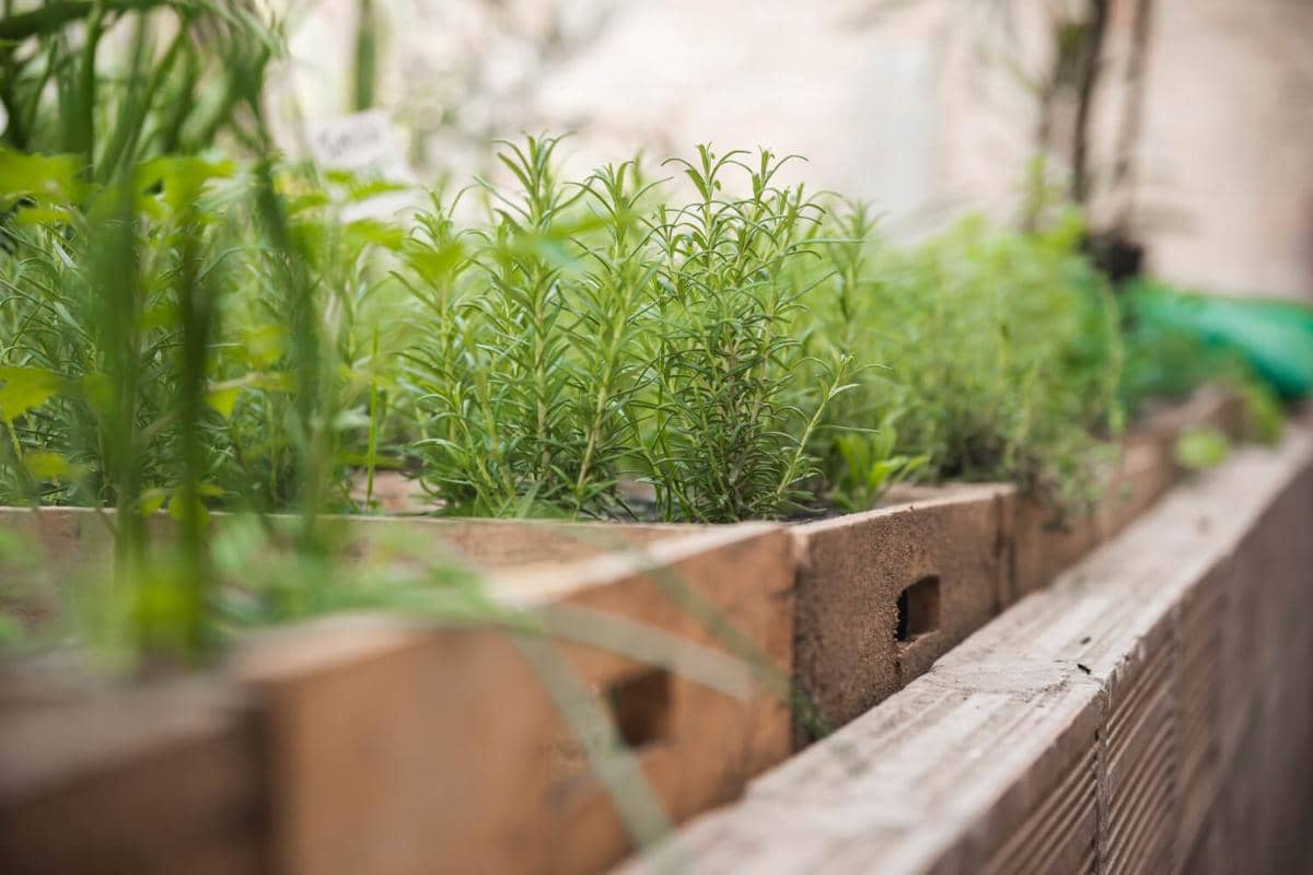 Ingin Berkebun? 8 Tanaman Herba Ini Cocok Ditanam di Raised Bed