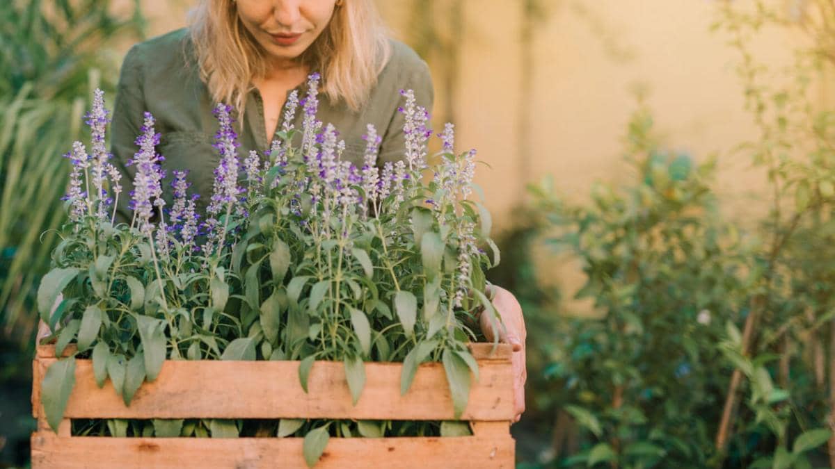 ilustrasi raised bed, herbs, tanaman herba, lavender