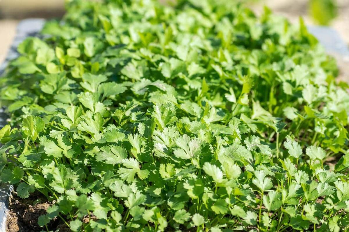 ilustrasi raised bed, herbs, tanaman herba, cilantro