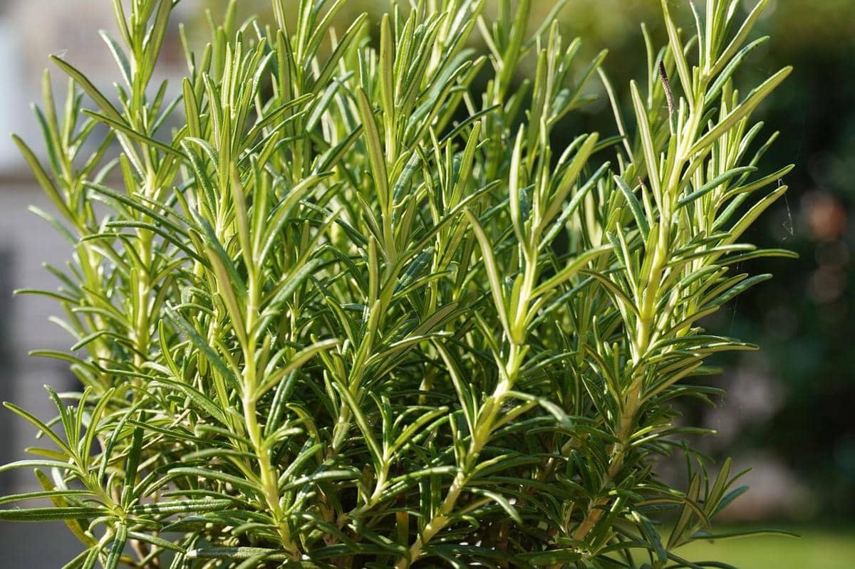 ilustrasi raised bed, herbs, tanaman herba, rosemary