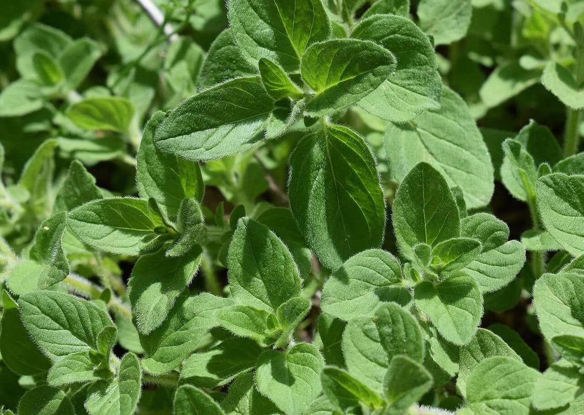 ilustrasi raised bed, herbs, tanaman herba, oregano