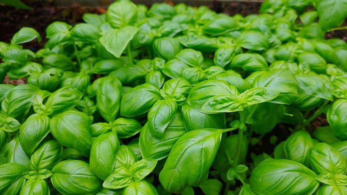 ilustrasi raised bed, herbs, tanaman herba, Basil