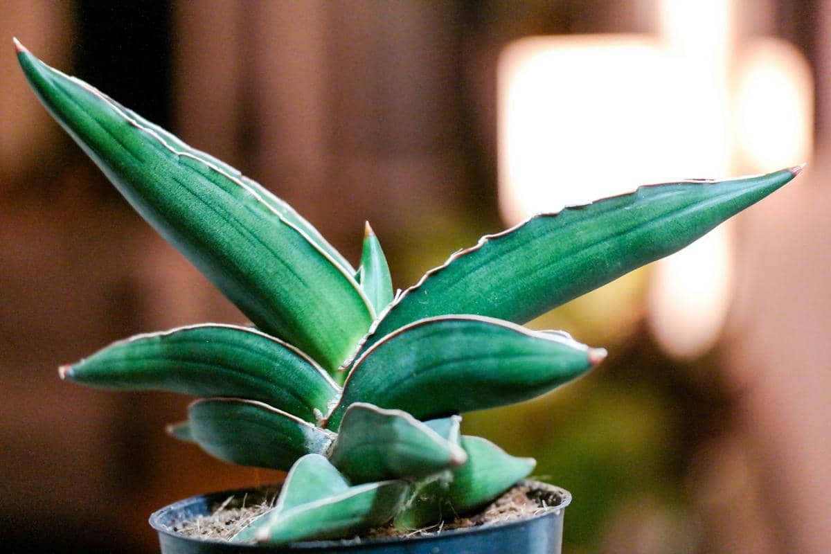 5 Jenis Sansevieria untuk Mempercantik Ruangan, Bikin Rumah Estetik
