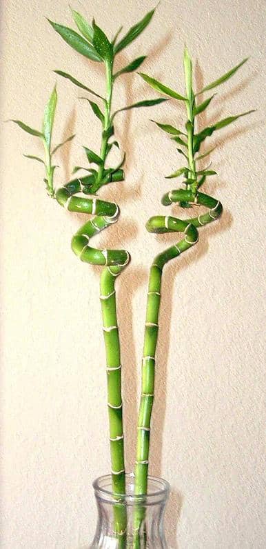 Lucky bamboo spiral