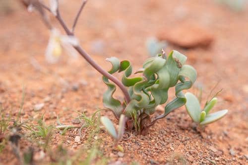 Trachyandra tortilis