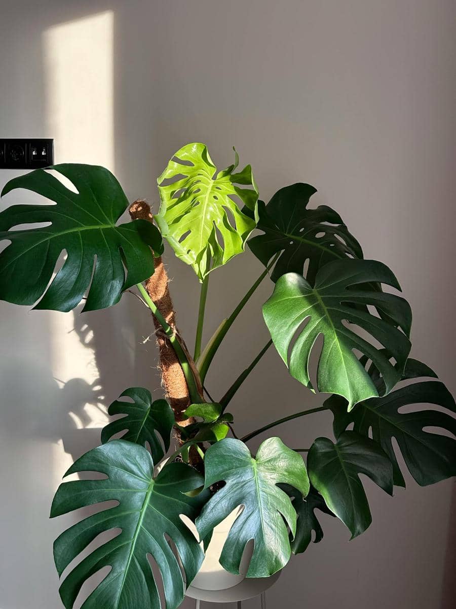ilustrasi monstera deliciosa