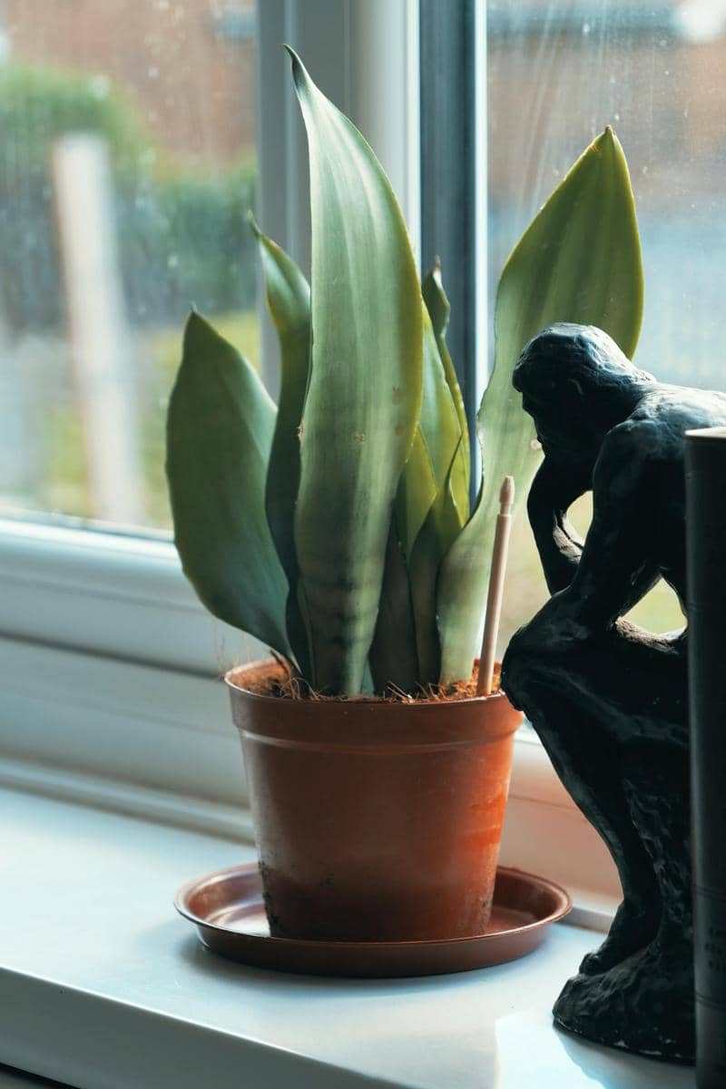 ilustrasi sansevieria moonshine