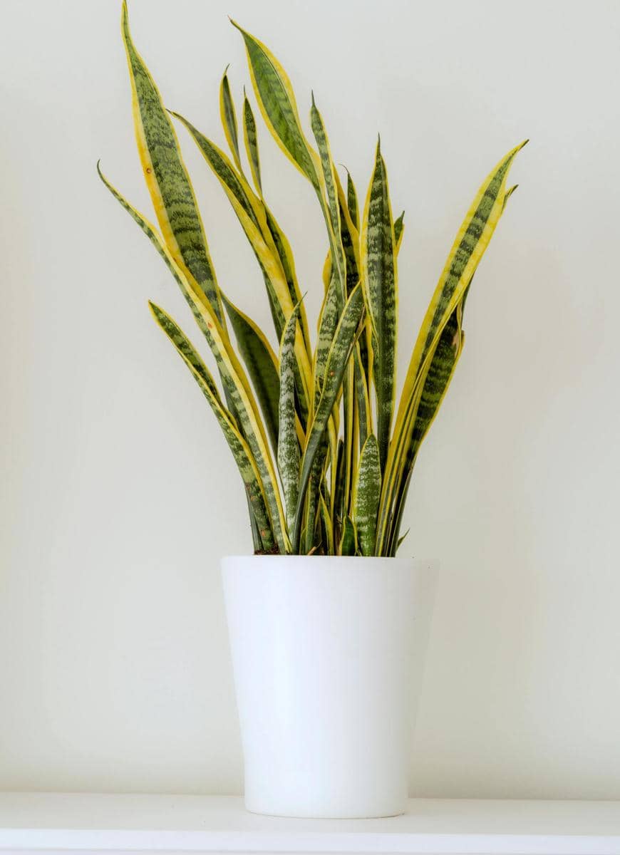 ilustrasi sansevieria trifasciata laurentii