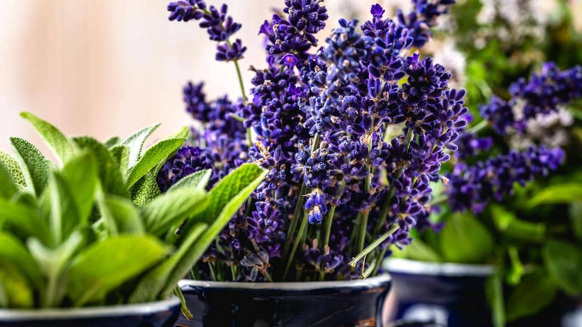 ilustrasi lavender