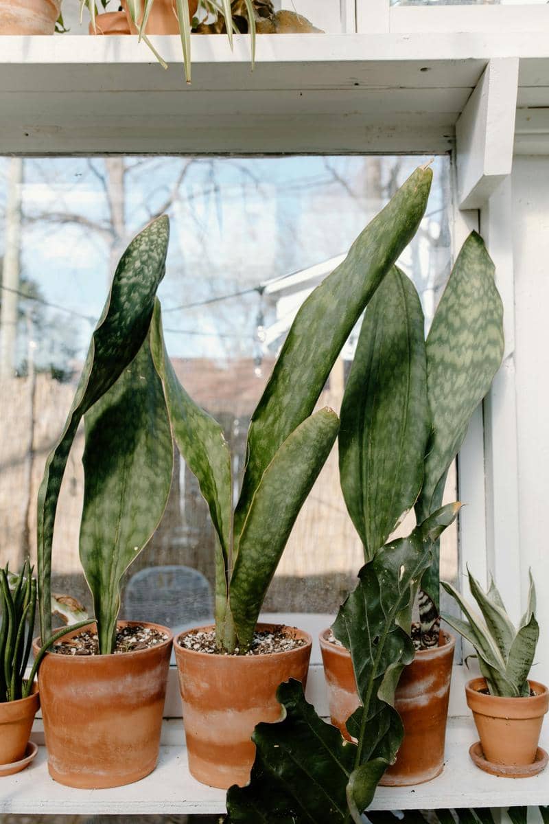 ilustrasi sansevieria masoniana