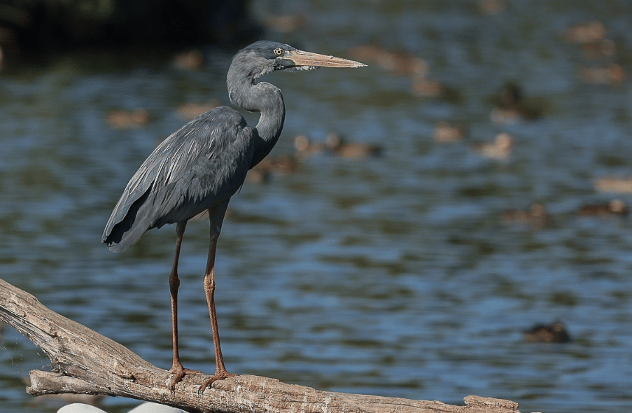 5 Fakta Humblot's Heron, Burung Langka Madagaskar dengan Ciri Memikat