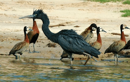 burung humblot's heron