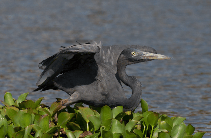 burung humblot's heron