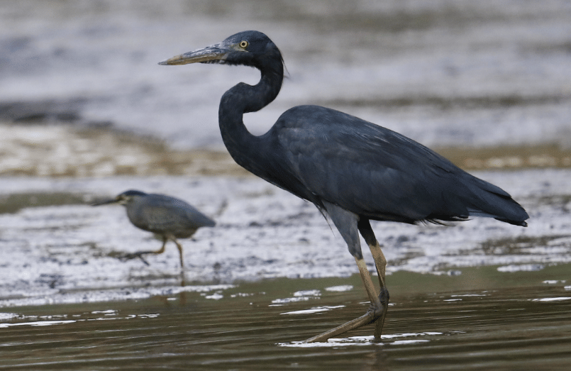 burung humblot's heron
