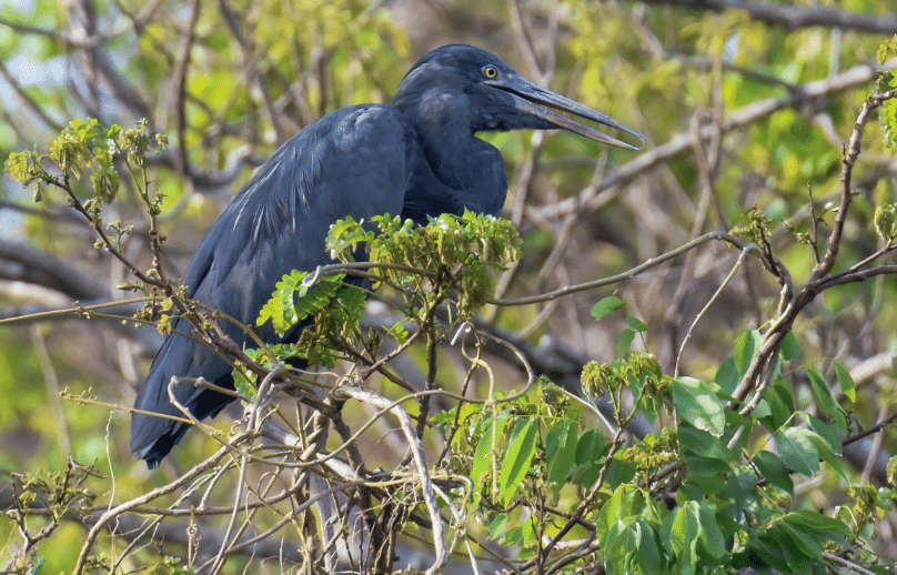 burung humblot's heron