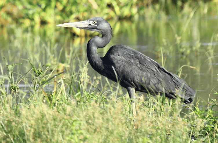 burung humblot's heron