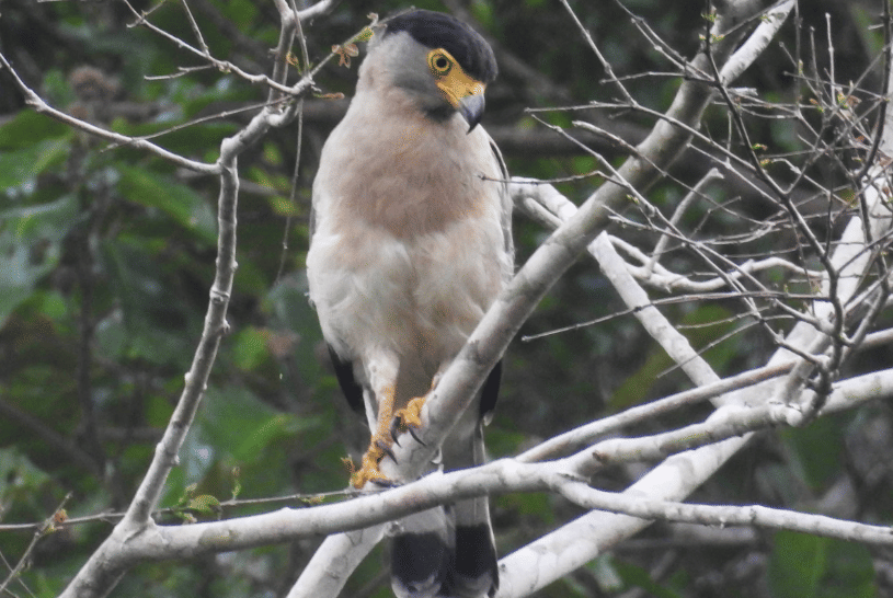 5 Fakta Nicobar Serpent Eagle, Elang Tropis dengan Pesona Eksklusif