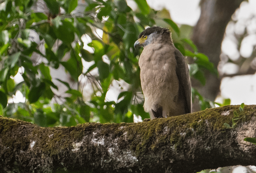 burung nicobar serpent-eagle