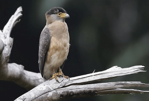 burung nicobar serpent-eagle