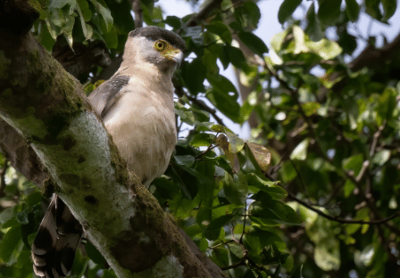 burung nicobar serpent-eagle